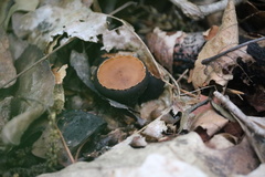 Galiella