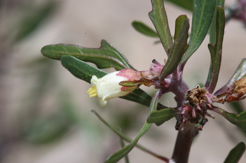 Jatropha dioica var. graminea