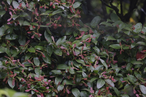 Acer laevigatum