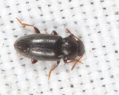 Telmatophilus typhae