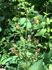 Scrophularia lanceolata