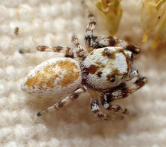Metaphidippus chera