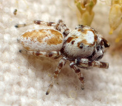 Metaphidippus chera