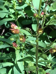 Scrophularia lanceolata