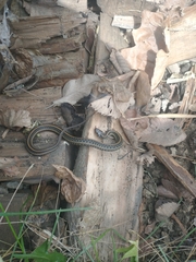 Thamnophis radix