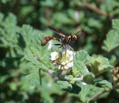 Physocephala venusta
