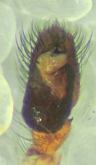 Metaphidippus chera