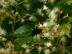 Phytomia chrysopyga