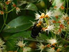 Phytomia chrysopyga