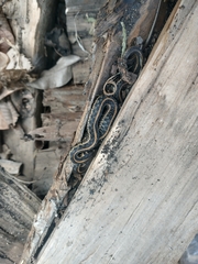 Thamnophis radix