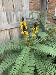 Senna didymobotrya