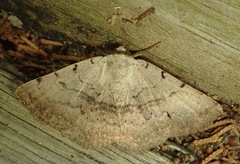 Spiloloma lunilinea