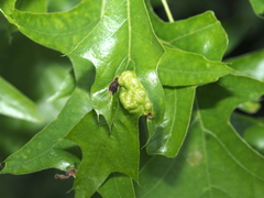 Callirhytis favosa