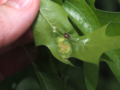 Callirhytis favosa