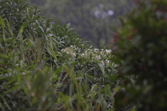Jasminum sinense