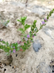 Lythrum ovalifolium