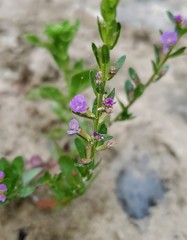 Lythrum ovalifolium