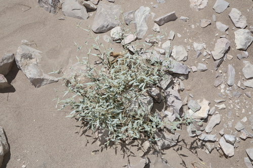 Image of Big Bend Croton (Croton bigbendensis) by (c) Reid Hardin, some rights reserved (CC BY)