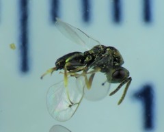 Pteromalus