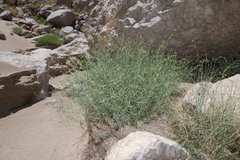 Oenothera boquillensis