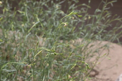 Oenothera boquillensis