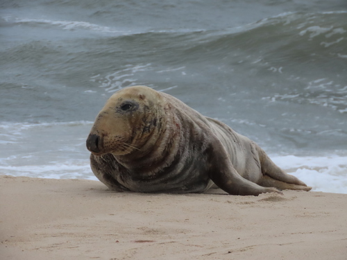 Grey Seal