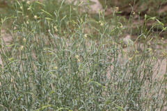 Oenothera boquillensis