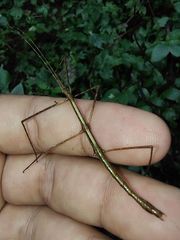 Exocnophila
