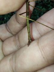 Exocnophila