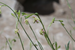 Oenothera boquillensis