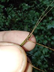 Exocnophila