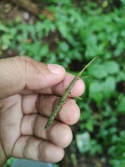 Exocnophila