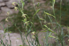 Oenothera boquillensis