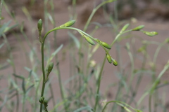Oenothera boquillensis