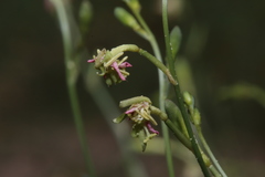 Oenothera boquillensis