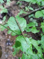 Exocnophila