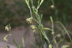 Oenothera boquillensis