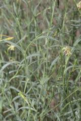 Oenothera boquillensis