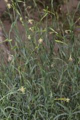 Oenothera boquillensis
