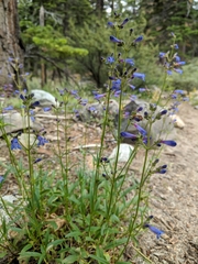 Penstemon gracilentus