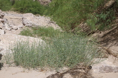 Oenothera boquillensis