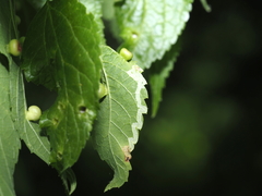 Agromyza aristata