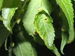 Agromyza aristata