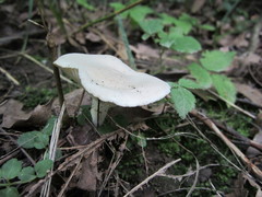 Cuphophyllus angustifolius