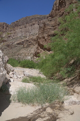 Oenothera boquillensis