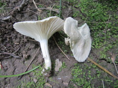 Cuphophyllus angustifolius