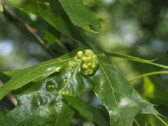 Callirhytis favosa