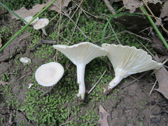 Cuphophyllus angustifolius