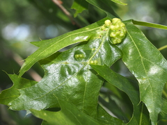 Callirhytis favosa