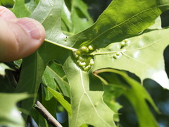 Callirhytis favosa